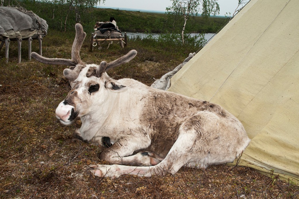 reindeer herders camp