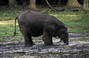 Waldelefanten