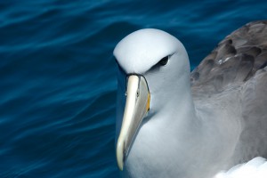 Buller-Albatros