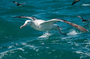 Wanderalbatros, Wandering Albatros